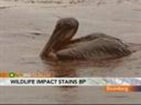 Oil-Soaked Pelicans from Oil Spill Stain BP's Image: Video