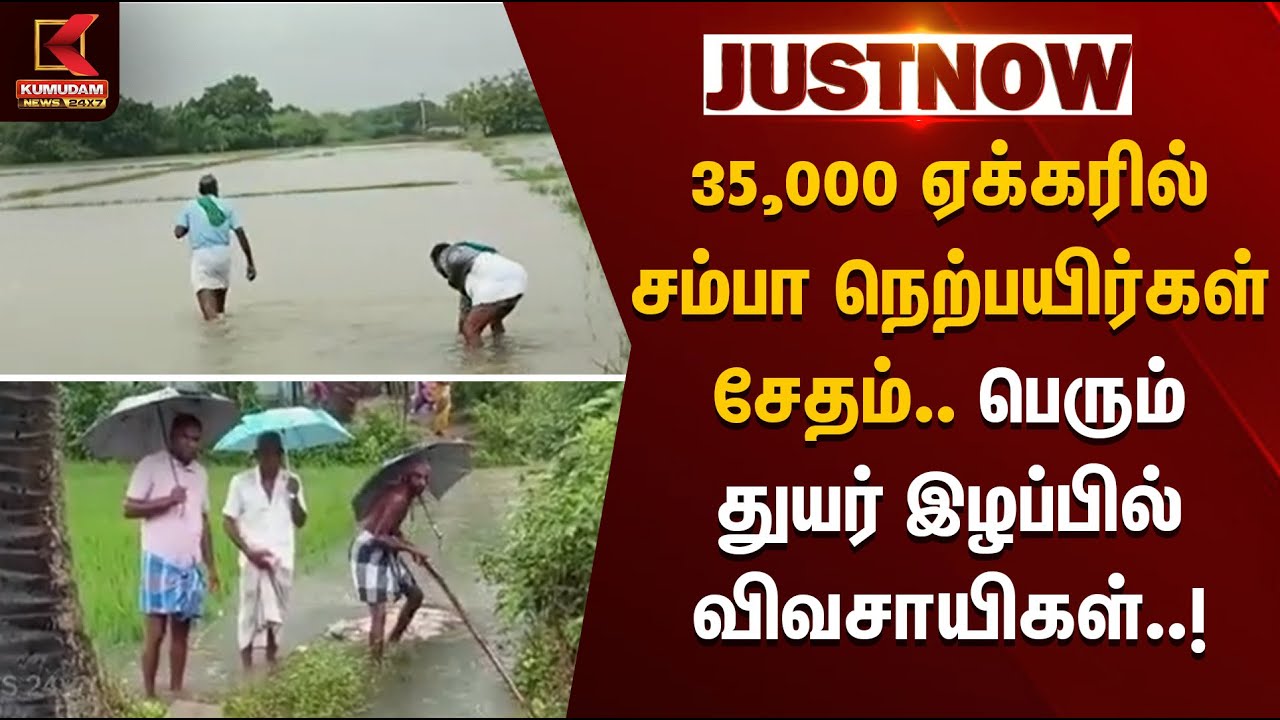 Ditwah | Farmers | 35,000 ஏக்கரில் சம்பா நெற்பயிர்கள் சேதம்.. பெரும் துயர் இழப்பில் விவசாயிகள்| Rain
