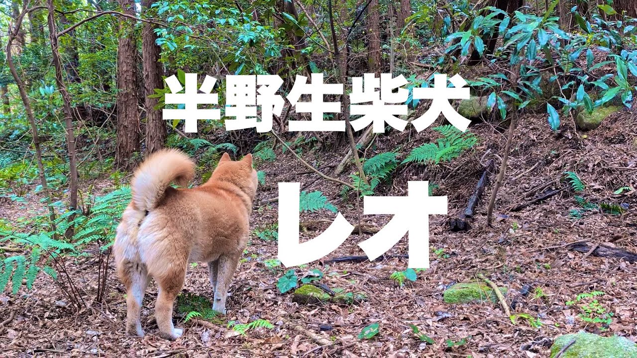 半野生柴犬レオ