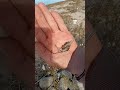 Video Thumbnail for On The Hunt For Walleye.(Interesting Bi Catch)