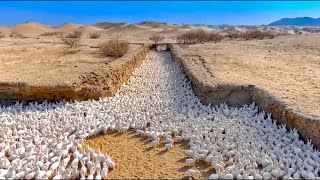 La Chine Libère Un Million De Lapins Dans Le Désert : Le Résultat A Choqué Le Monde