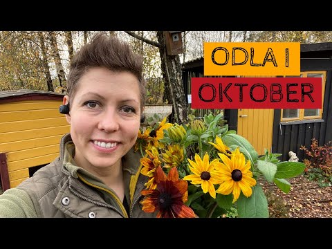 Odla i OKTOBER - Dags att förbereda bäddar, pallkragar och växthusen inför vinterns vila.
