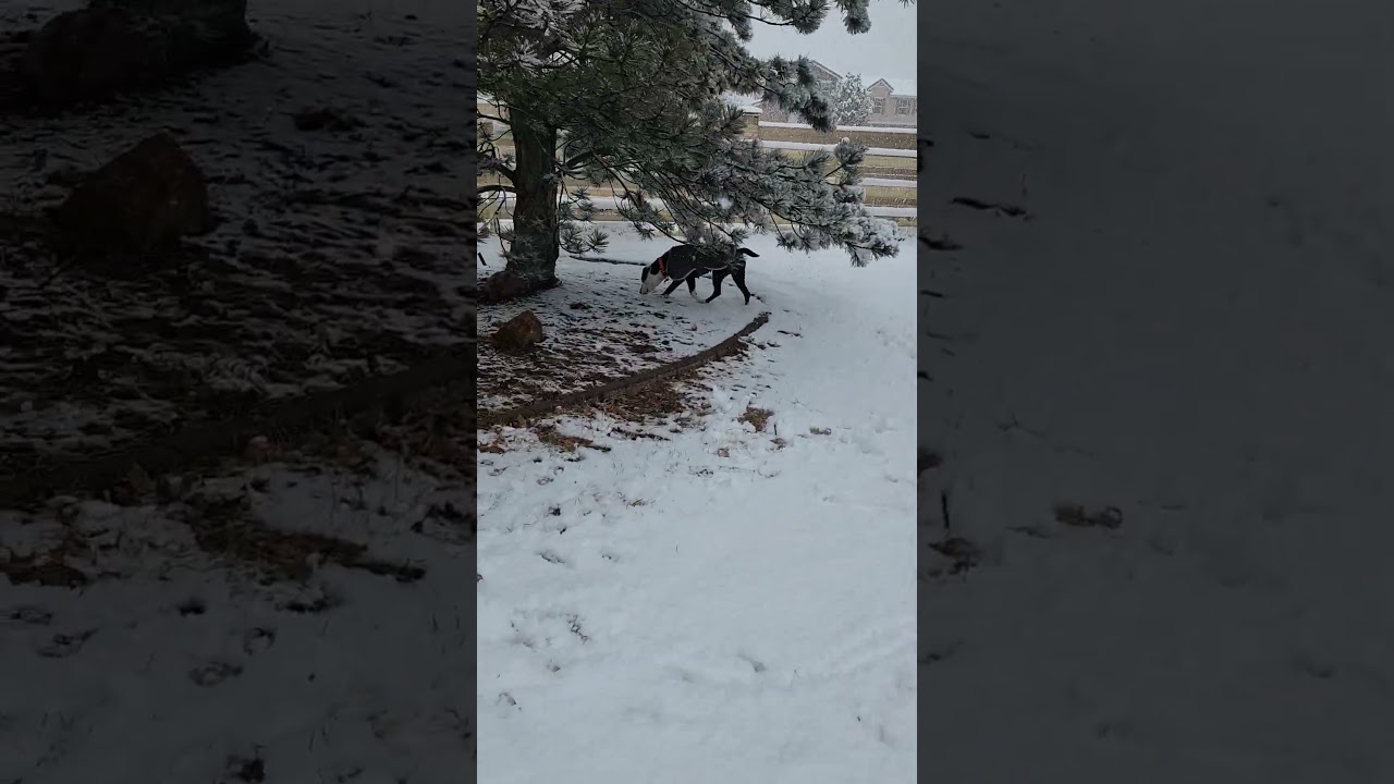 Enlarge Harley, a ADOPTABLE Pit Bull Terrier in Colorado Springs, CO video 4/4