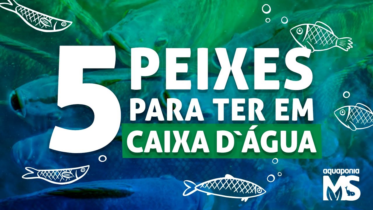 5 peixes para criar em caixa d'água | aquaponia