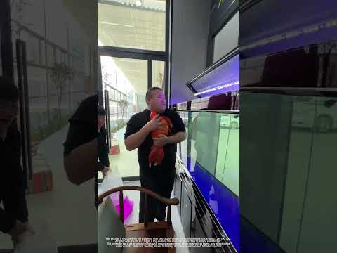 Process Of Transferring A Butterfly Koi Into Fish Tank !