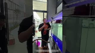 Process Of Transferring A Butterfly Koi Into Fish Tank !