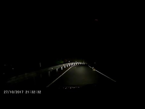 Koala Causes a Little Traffic Jam || ViralHog