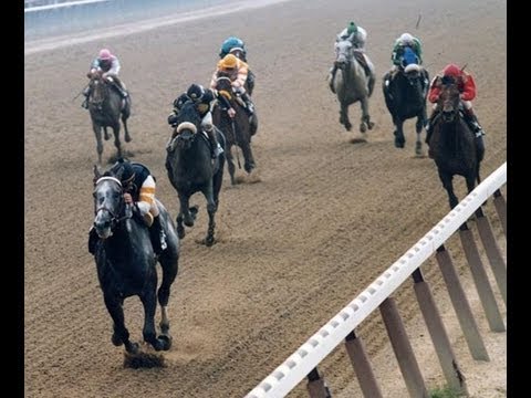 Holy Bull - Tribute To A Champion