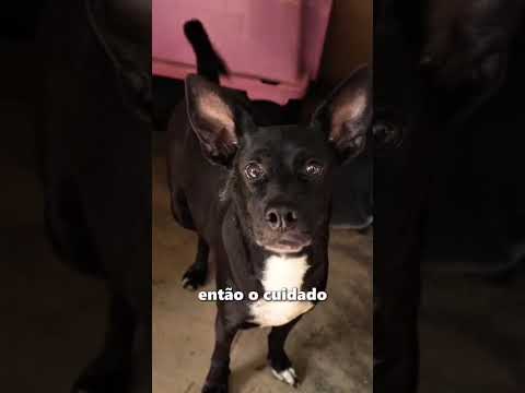 Projeto 4 Patas - Cavalcante, Goiás