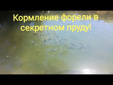 Кормление форели в секретном пруду! Разница между кормом и свежей рыбой!