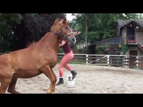 MUSTANG MAKEOVER 2018 Team Anja (TAG 3979) - Update 5