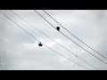 Squirrel race - fail