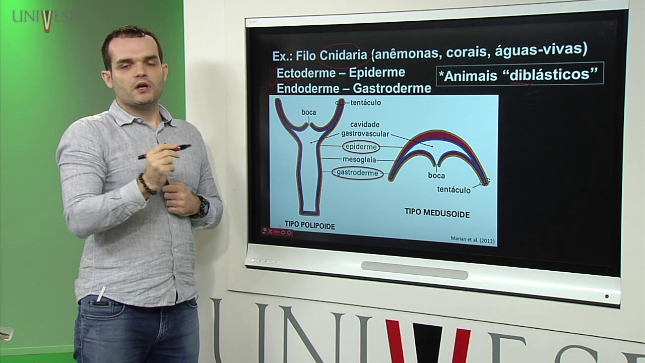 Zoologia dos Vertebrados – Aula 02 – Padrões de arquitetura de um animal