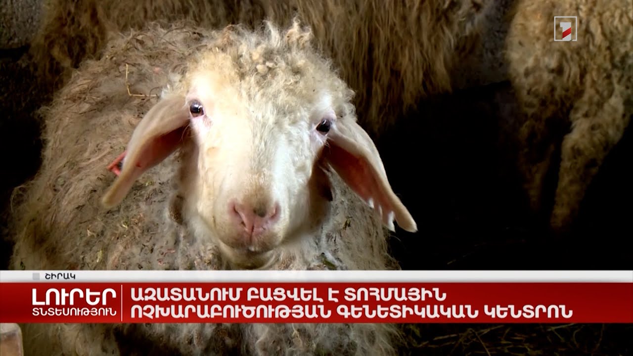 Ազատանում բացվել է տոհմային ոչխարաբուծության գենետիկական կենտրոն