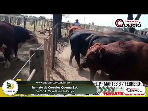 06-02-24 - Remate de Cereales Quemú S.A.-  Miguel Cané, La Pampa