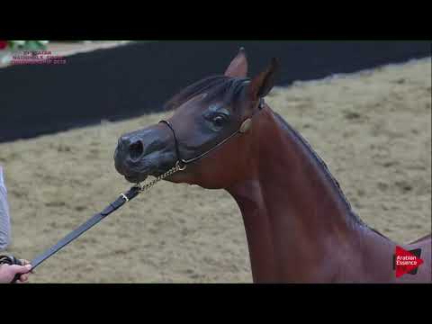 N 125 ARWA AL NASSER   21st Qatar National 2018   Yearling Fillies Class 3D