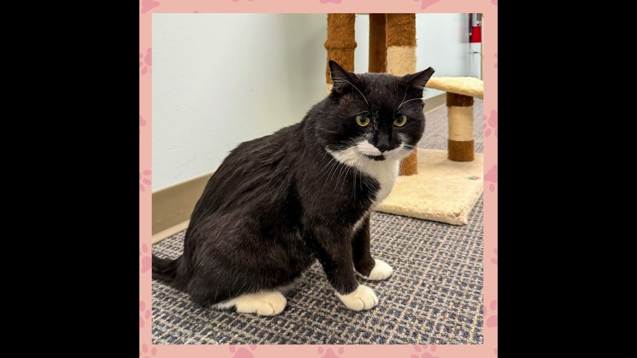 Enlarge Timothy, a ADOPTABLE Domestic Medium Hair in Stamford, CT video 5/5