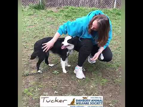 Tucker, an adopted Border Collie Mix in Danbury, CT_image-1