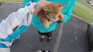 I sound stupid, but I saved a kitten.