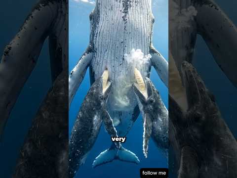 Twine Humpback Whale Calfs Drink Milk #animal #whales #deepsea #shorts