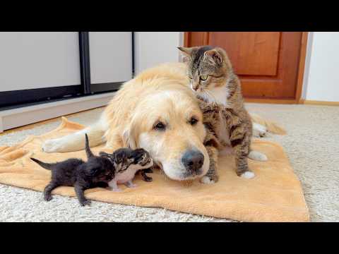 YouTube 썸네일