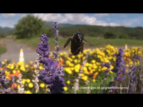 ブルーサルビアにクマバチ