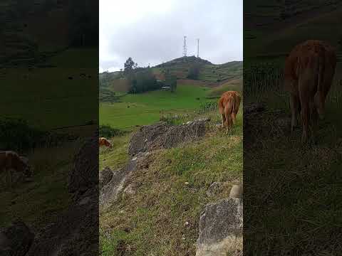 siempre Cajamarca. cutervo