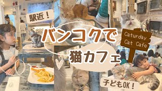 バンコクで猫カフェに行ってきました！可愛いすぎる猫ちゃんたちに会えました♡