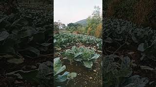 * Film, Dukhiram Swain Nka * Plz Like Share Subscribe.