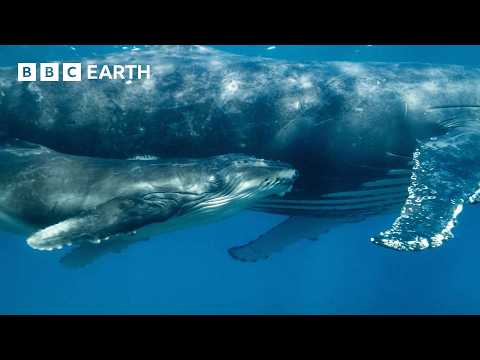 Orca Kidnaps Baby Humpback Whale | 4K UHD | Mammals | BBC Earth