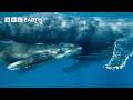 Orca Kidnaps Baby Humpback Whale 4K UHD Mammals BBC Earth
