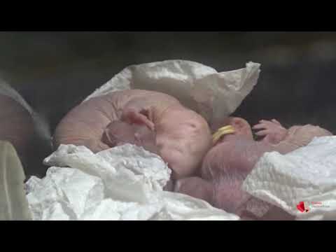 Zahlreicher Nachwuchs bei Nacktmulle im Tierpark Berlin