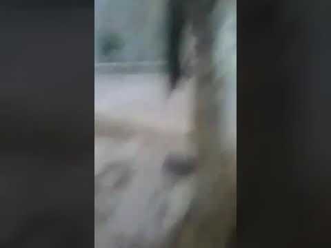 Rip faraón (Prestau)