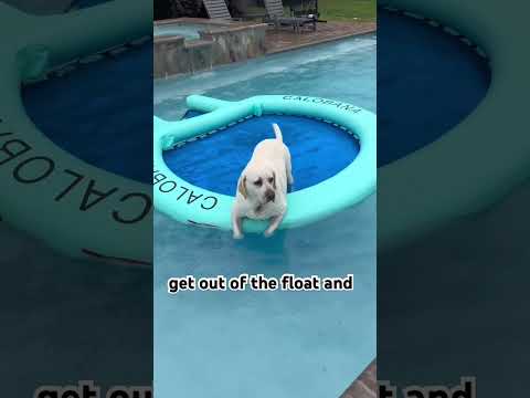 “It started raining… so obviously they needed the float.” #dog #justdogs #funny #labrador