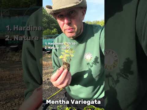 Dartana Plants growing guide to Mentha Variegata