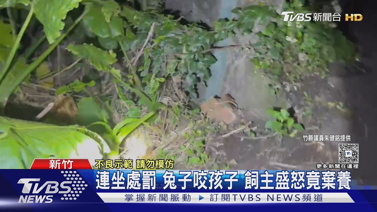 孩子被兔咬傷！46隻兔遭棄置寒冷草叢　1隻凍死惹議