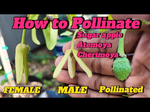 How to Pollinate Sugar Apple, Atemoya & Cherimoya Flowers for Maximum Fruit Set