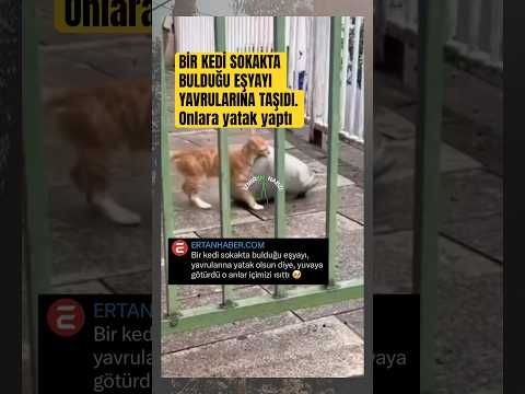 İzmir’de bir kedi yavrularına yatak götürdü 🥹#keşfet #haber #kedi #cat