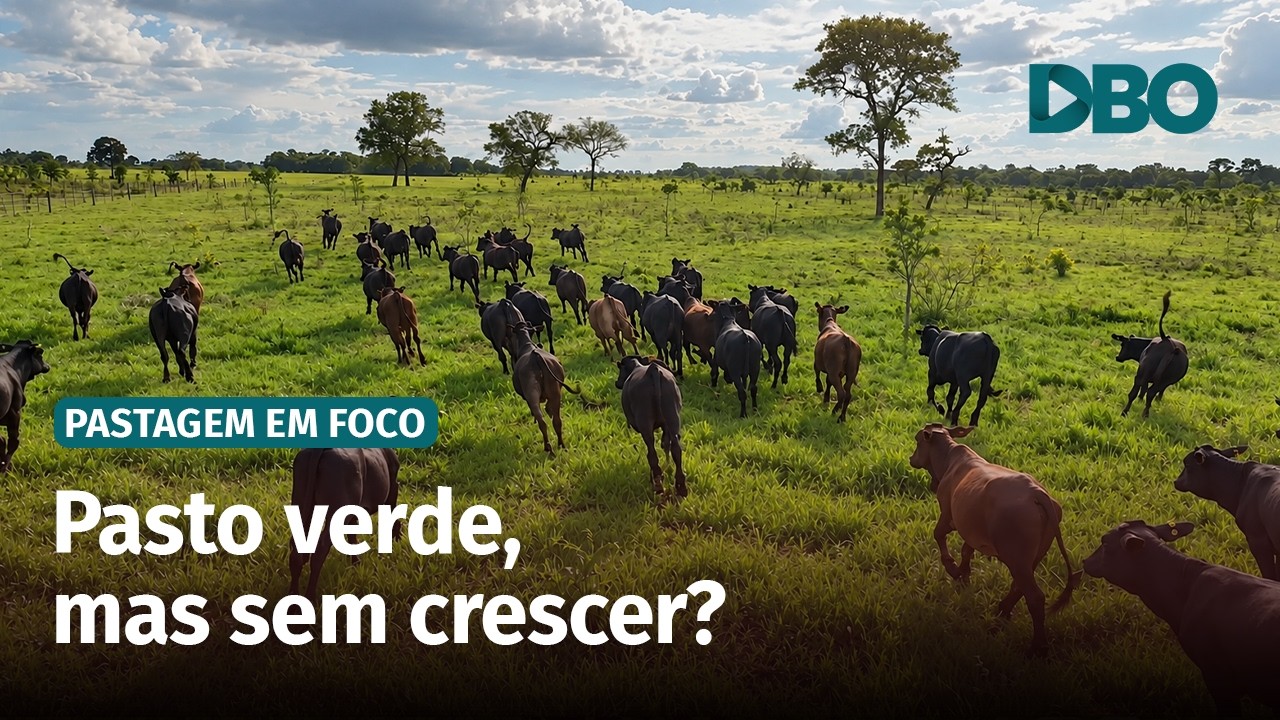 Choveu, mas o pasto não cresce? Entenda o que pode travar a rebrota