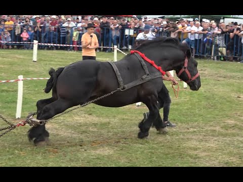 Concurs cu cai de tractiune Gilau, Cluj proba de simplu 11 Iunie 2022 Nou!!!