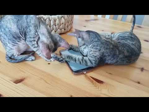 Katze spielen mit den händy