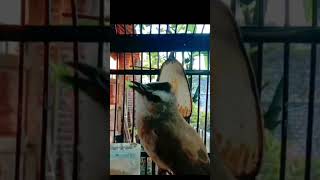 Download lagu trucukan tarung//trucukan ribut#trucukantarung #trucukanribut #shorts mp3 Download lagu trucukan tarung//trucukan ribut#trucukantarung #trucukanribut #shorts mp3