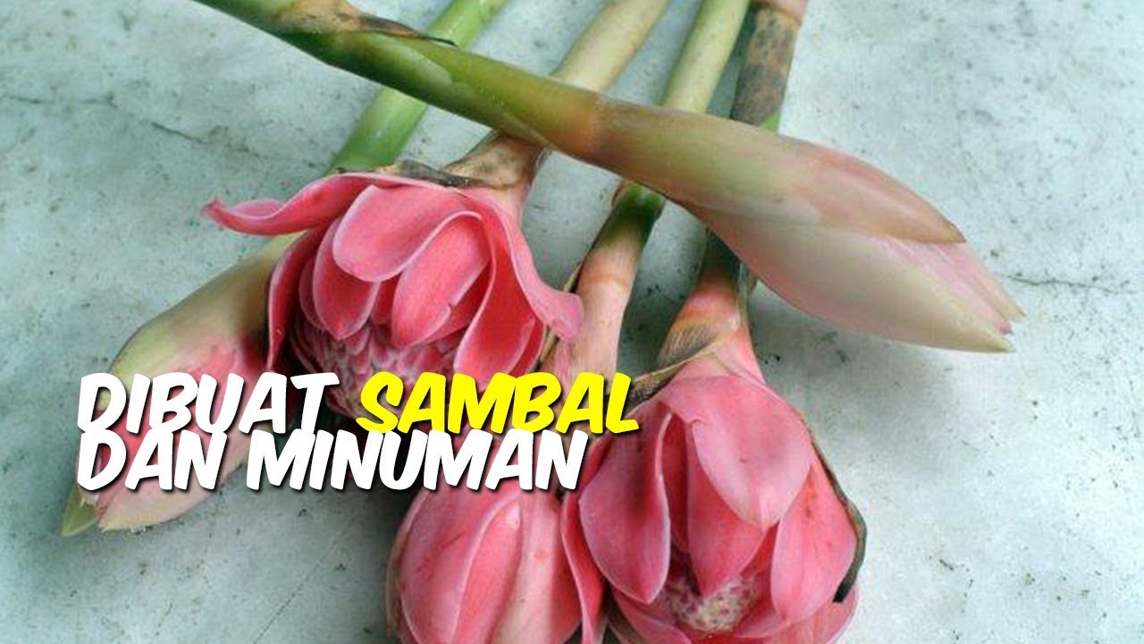 Tak Cuma Cantik 5 Jenis Bunga  Ini Juga  Bisa Dimakan Ada 