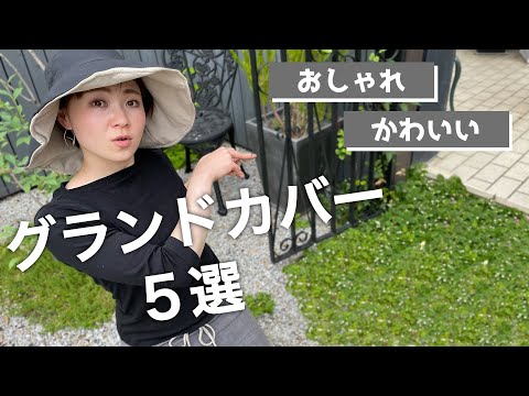 グランドカバー植物 忍び寄るタイム