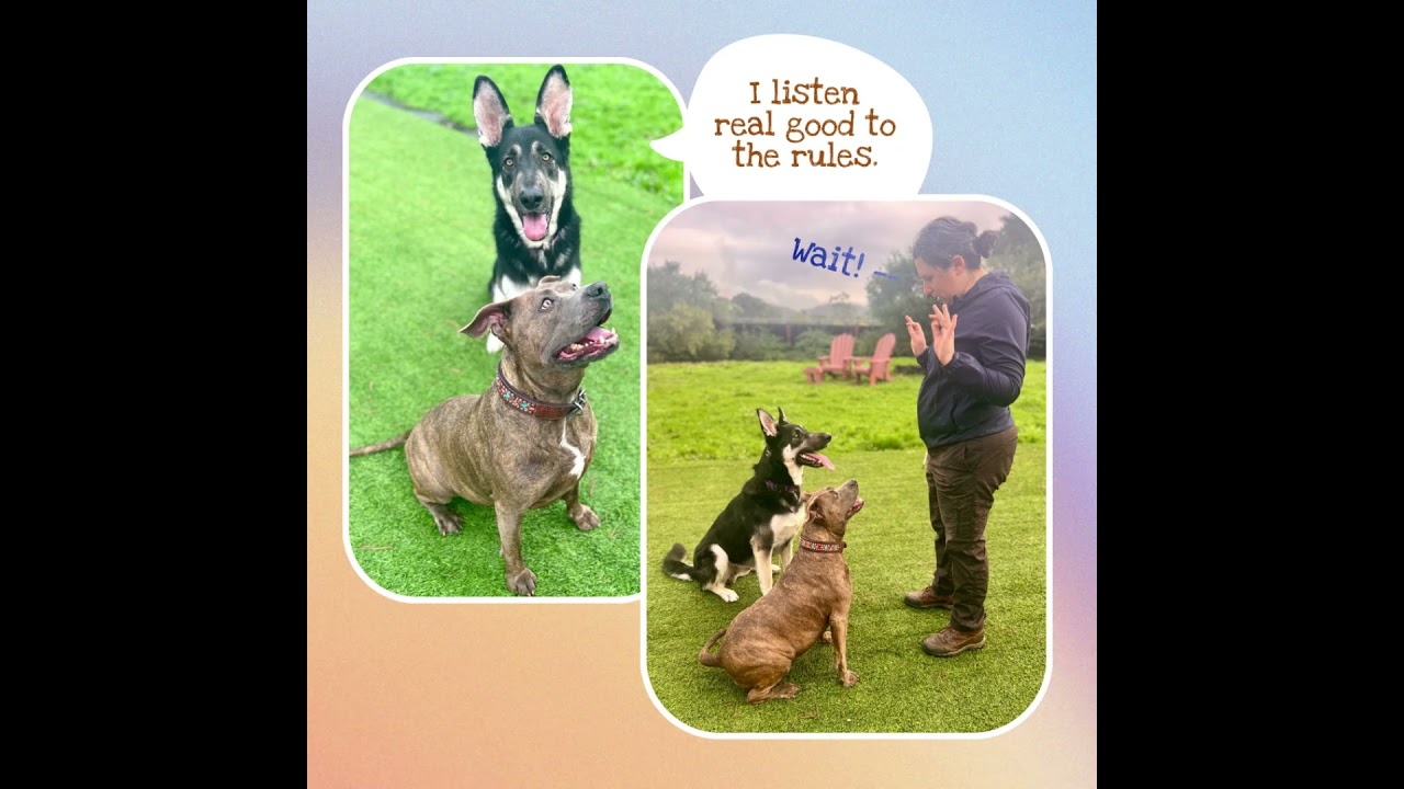 Enlarge NUMAN - Derp!, a ADOPTABLE German Shepherd Dog in Oakland, CA video 4/5