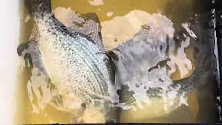 Just Incredible!! 22 inch!! - Crappie Fishing