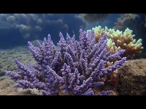 Epic Australia- Orpheus Island, Kangaroo Island and Sydney 2017