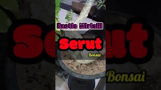 Download lagu Big Twisted Shaved Bonsai || Will Draw Ready for the Contest mp3