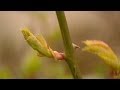 Выращивание роз из черенков - КИЛЬЧЕВАНИЕ 