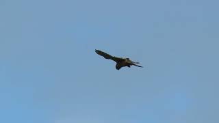 Kestrel hovering